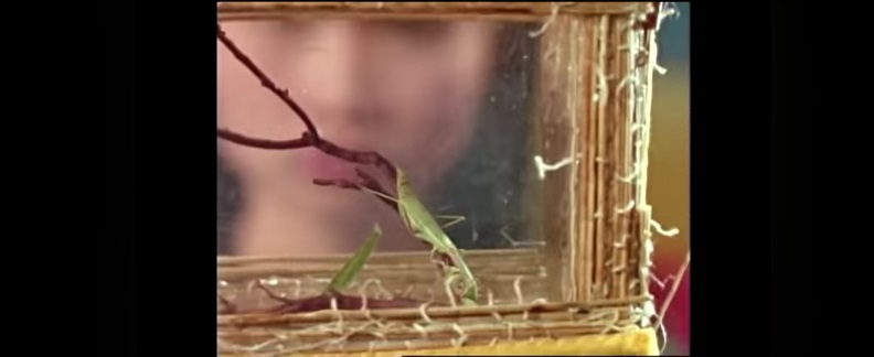 Oh sure, when HE gives the hot Asian girl a bug as a present, it's part of his kung fu class.  When I do it, I'm a weirdo.