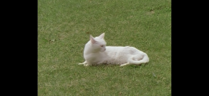 FUCKING MEOW!